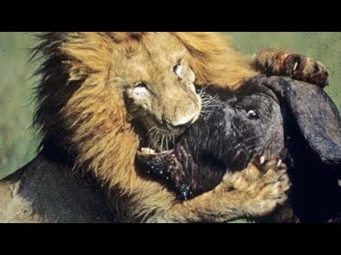 top ten Animal fighting video