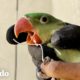 ¡Hermoso loro se atora en una red! | El Dodo