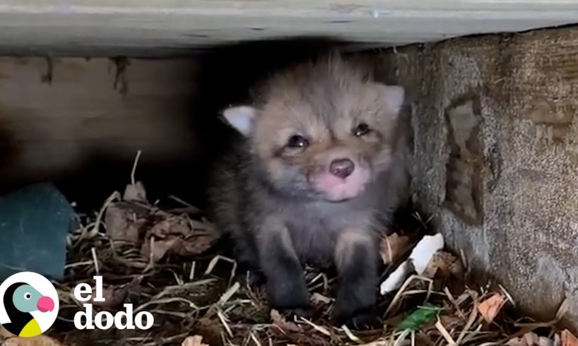 ¡Mira a esta mamá zorro reunirse con su 7 hijos! | El Dodo