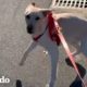 ¡Perrita se vuelve loca cuando sale a correr con su papá! | El Dodo