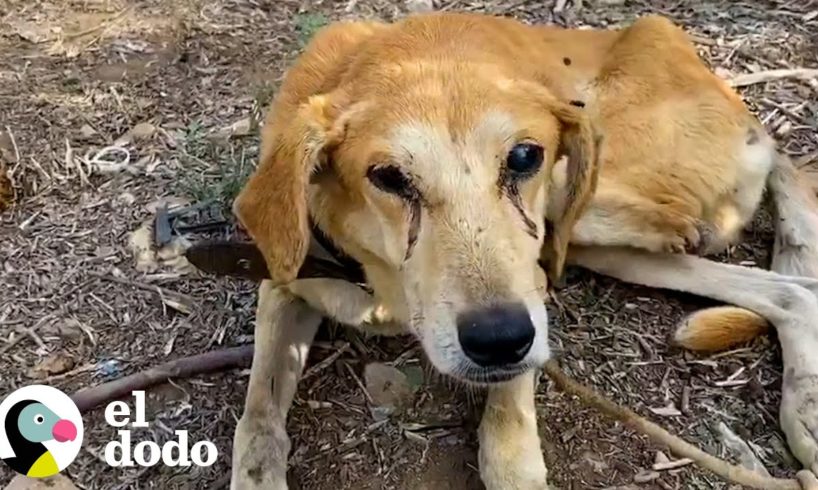 ¡Perrito sin motivación ahora mueve la cola! | El Dodo