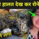 इस कुत्ते की हालत देख कर रोने लगोगे | Most Inspiring Animal Rescues