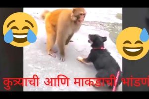 कुत्र्याची आणि माकडाची भांडणं |? Animal comedy| marathi comedy video | Animal fight | Trending video