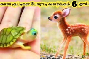 அழகான விலங்குகள் ||Six Cutest Baby Animals Part-2|| Tamil Galatta New