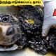 கல் நெஞ்சை கரைக்கும் சம்பவங்கள் | Most Inspiring Animal Rescues Which will Melt Your Heart