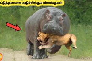 முரட்டு தனமாக சண்டை போடும் விலங்குகள் #2 | Animal Fights Filmed Mercillesly | Story Bytes Tamil