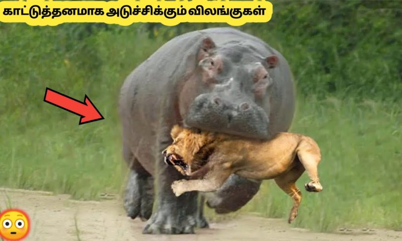 முரட்டு தனமாக சண்டை போடும் விலங்குகள் #2 | Animal Fights Filmed Mercillesly | Story Bytes Tamil