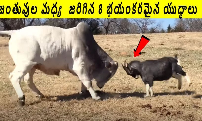 జంతువుల మధ్య  జరిగిన 8 భయంకరమైన యుద్ధాలు |8 CRAZIEST ANIMAL FIGHTS CAUGHT ON CAMERA| TELUGU TOPICS