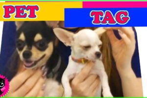 ♡ FURRY PET TAG | The Cutest Puppies Ever ♡