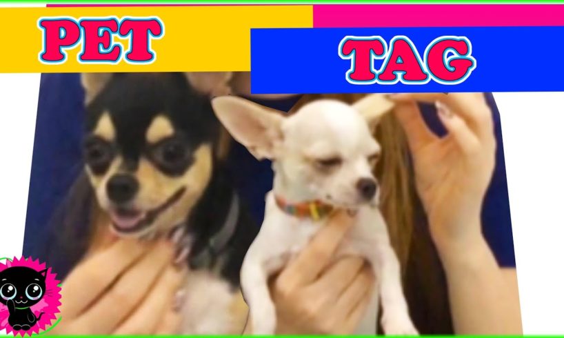 ♡ FURRY PET TAG | The Cutest Puppies Ever ♡