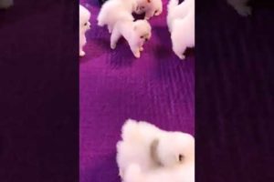 #00107 Cute Puppies Compilation-Cutest Animals