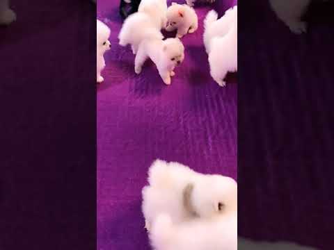 #00107 Cute Puppies Compilation-Cutest Animals