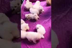 #00111 Cute Puppies Compilation-Cutest Animals