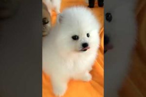 #00123 Cute Puppies Compilation-Cutest Animals