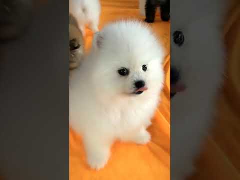 #00123 Cute Puppies Compilation-Cutest Animals