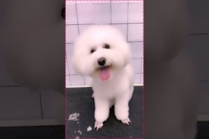 #0014 Cute Puppies Compilation-Cutest Animals