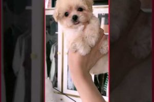 #0036 Cute Puppies Compilation-Cutest Animals