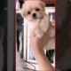 #0036 Cute Puppies Compilation-Cutest Animals