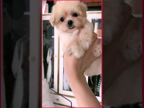 #0036 Cute Puppies Compilation-Cutest Animals