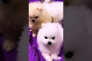 #0055 Cute Puppies Compilation-Cutest Animals