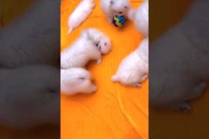 #0064 Cute Puppies Compilation-Cutest Animals