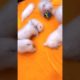 #0064 Cute Puppies Compilation-Cutest Animals