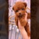 #007 Cute Puppies Compilation-Cutest Animals