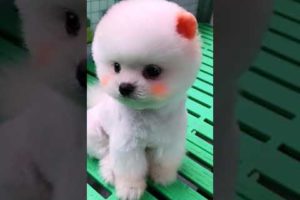 #0076 Cute Puppies Compilation-Cutest Animals