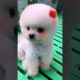 #0076 Cute Puppies Compilation-Cutest Animals