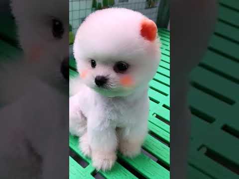 #0076 Cute Puppies Compilation-Cutest Animals