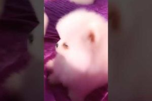 #0080 Cute Puppies Compilation-Cutest Animals