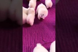 #0093 Cute Puppies Compilation-Cutest Animals