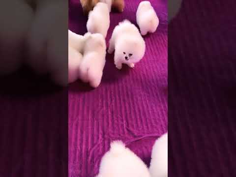 #0093 Cute Puppies Compilation-Cutest Animals