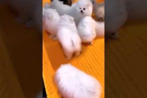 #0098 Cute Puppies Compilation-Cutest Animals