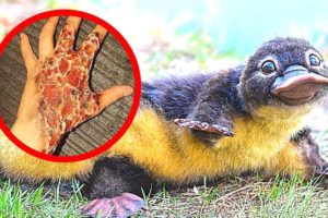 10 CUTEST Animals You Should NEVER Touch
