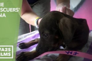 100 Homeless Puppies & She Chose To Rescue This One Sick Puppy - Hope For Dogs