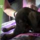 100 Homeless Puppies & She Chose To Rescue This One Sick Puppy - Hope For Dogs