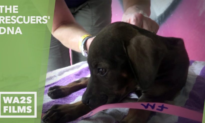 100 Homeless Puppies & She Chose To Rescue This One Sick Puppy - Hope For Dogs