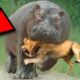 15 MOST Merciless Animal Battles Ever Filmed 2021...