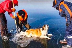 15 Touching Animal Rescues From The Ice 😿