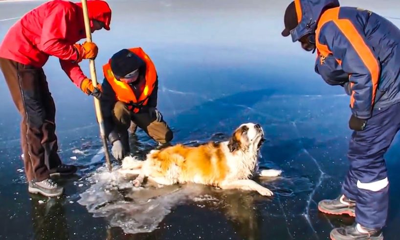 15 Touching Animal Rescues From The Ice 😿