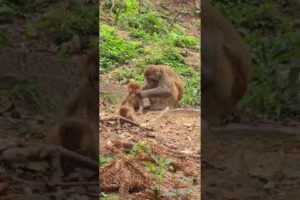 Give some mangoes to wild monkeys | Raise stray and cute puppies too