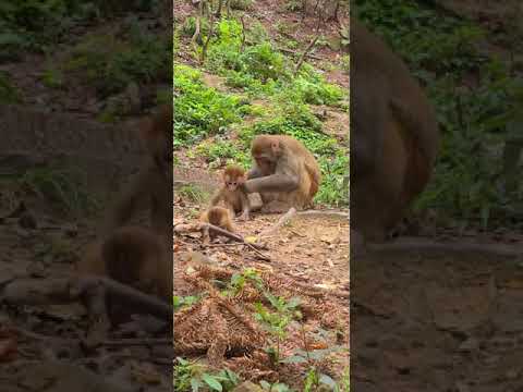 Give some mangoes to wild monkeys | Raise stray and cute puppies too