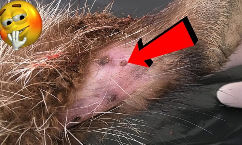How To Removal Ticks Flea On Poor Dog - Ticks Flea #4