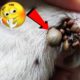 How To Removal Ticks Flea On Poor Dog - Ticks Flea #5