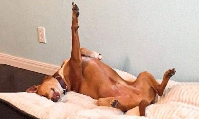 Funniest Animals Ever ? - Awesome Funny Animals' Life Videos - Funniest Pets ?