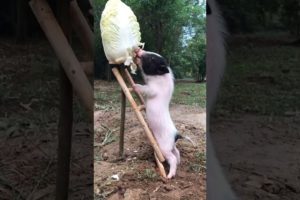 #Shorts Cute & Funny Baby Pig Videos Compilation | Ma Cutest Pets