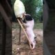 #Shorts Cute & Funny Baby Pig Videos Compilation | Ma Cutest Pets