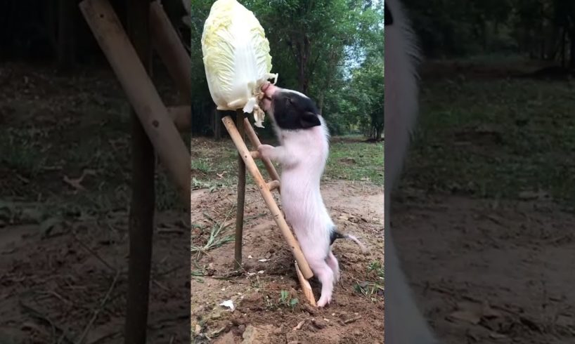 #Shorts Cute & Funny Baby Pig Videos Compilation | Ma Cutest Pets
