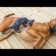 Funniest Animals Ever ? - Awesome Funny Animals' Life Videos - Funniest Pets ?